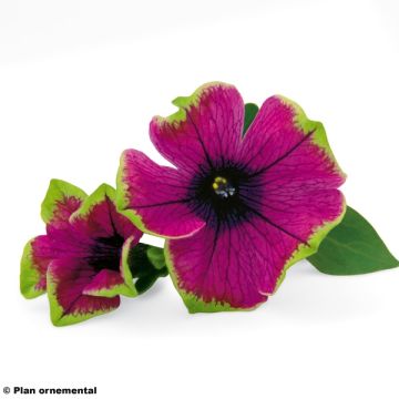 Petúnia Pretty Much Picasso