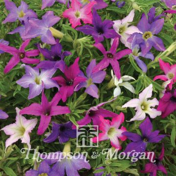 Petúnia Sparklers em sementes