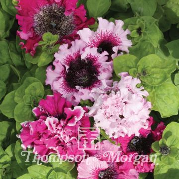 Petúnia Grandiflora Superbissima em sementes