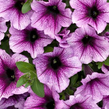 Petúnia Supertunia Bordeaux Purple Vein