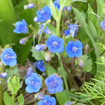 Phacelia campanularia Blue Wonder em sementes