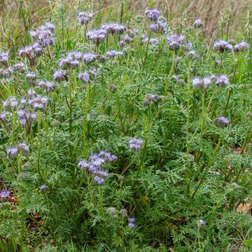 Facélia tanacetifolia Azul biológico - Adubo verde