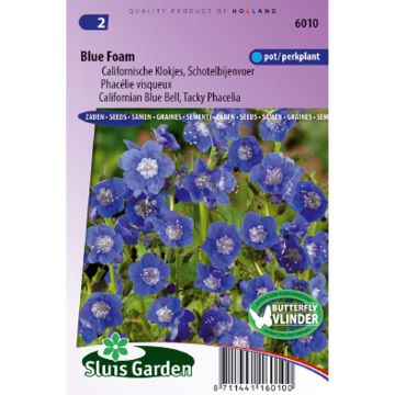 Phacelia viscida compacta Blue Foam em sementes