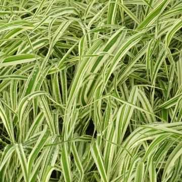 Phalaris arundinacea Picta