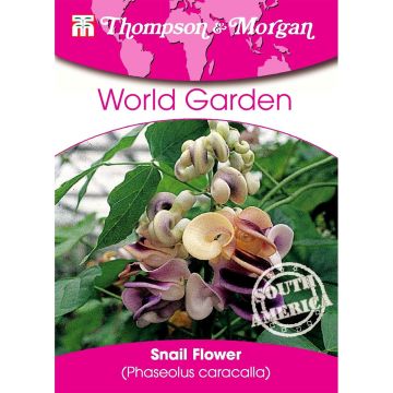 Phaseolus caracalla em sementes