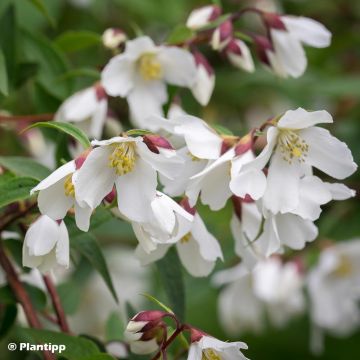 Philadelphus Dainty Lady