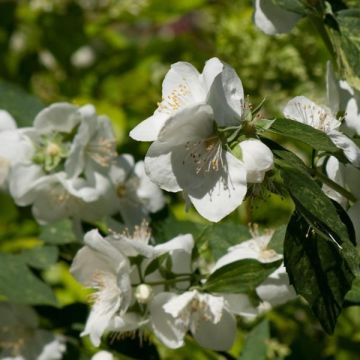 Philadelphus Innocence