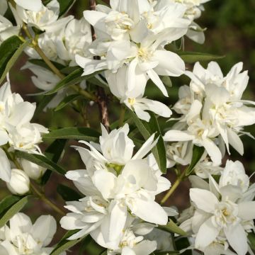 Philadelphus Komsomolec