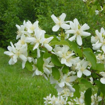 Philadelphus lemoinei
