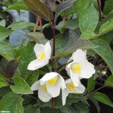 Philadelphus Starbright