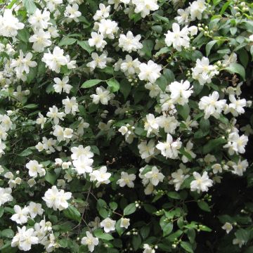 Philadelphus Virginal