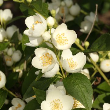 Philadelphus coronarius Godzisz
