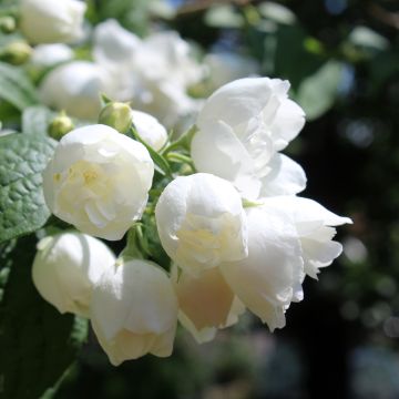 Philadelphus virginalis Albâtre