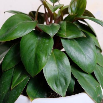 Filodendro Red Congo