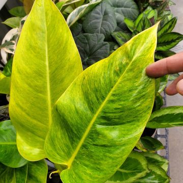 Philodendron Calkins Gold