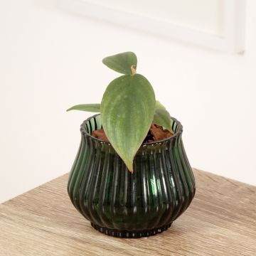 Filodendro sp. Colombia