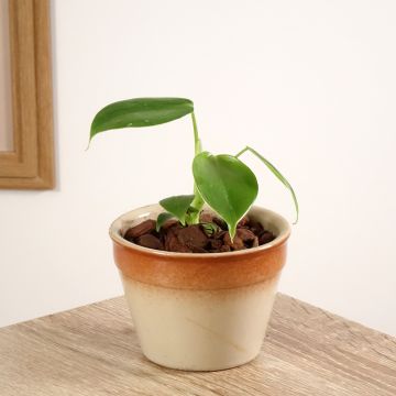 Filodendro grazielae