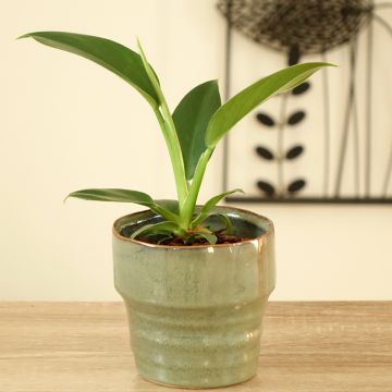 Filodendro Imperial Green