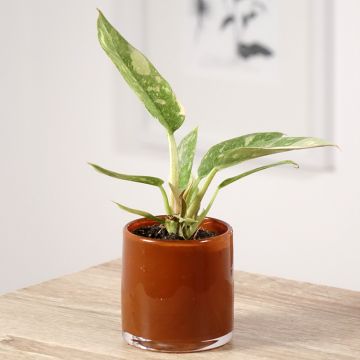 Filodendro Narrow Ring of Fire