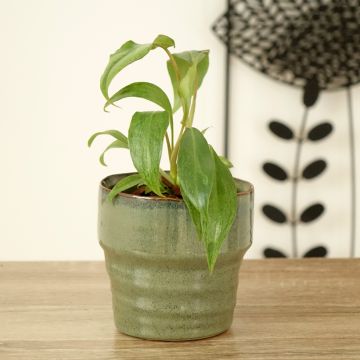 Filodendro Paraiso Verde