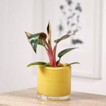 Filodendro Pink Bikini