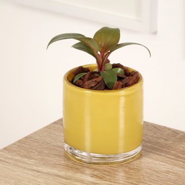 Filodendro Red Heart