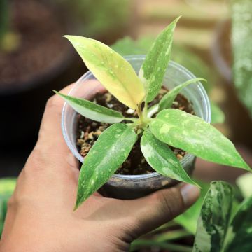 Filodendro Ring of Fire