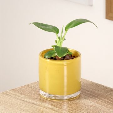 Filodendro rugosum Aberrant