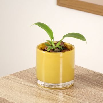 Filodendro applanatum