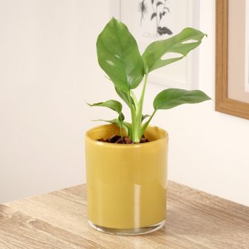 Rhaphidophora tetrasperma Minima Rhaphidophora tetrasperma Minima