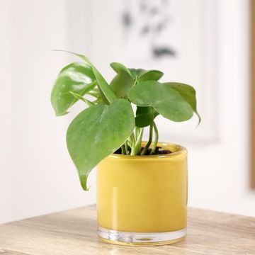 Filodendro hederaceum