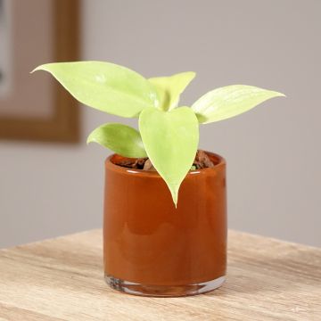 Filodendro bipennifolium Aureum Golden Violin