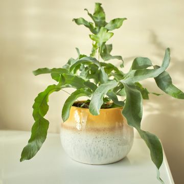 Phlebodium Blue Star - Feto Azul