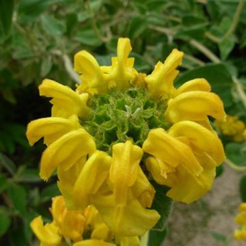 Phlomis fruticosa