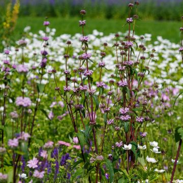 Phlomis tuberosa Prima Donna - Sálvia-de-Jerusalém