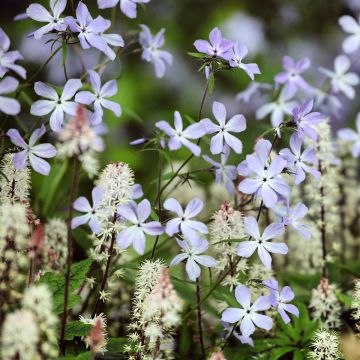 Flox-tapete Clouds of Perfume - Phlox divaricata