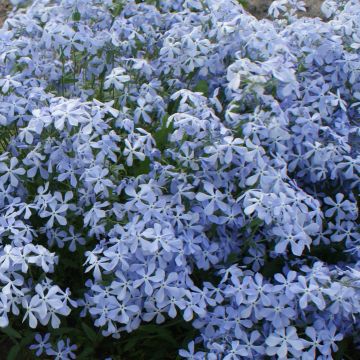Flox-tapete Clouds of Perfume - Phlox divaricata