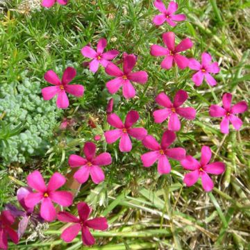Flox-tapete Ochsenblut - Phlox douglasii