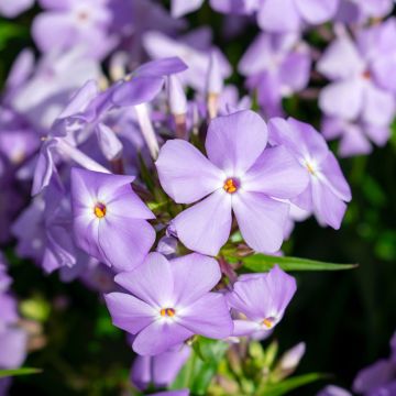 Phlox idahonis Phlox idahonis