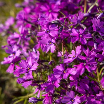 Flox-tapete Atropurpurea - Phlox subulata