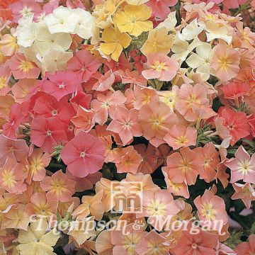 Flox anual Phlox Of Sheep em sementes