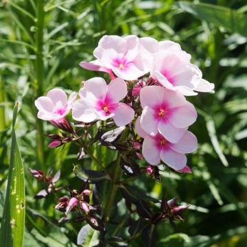 Phlox paniculata Bright Eyes Phlox paniculata Bright Eyes