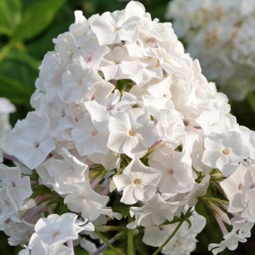 Phlox paniculata Famous Branco