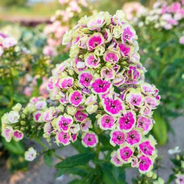 Phlox paniculata Orchid Yellow