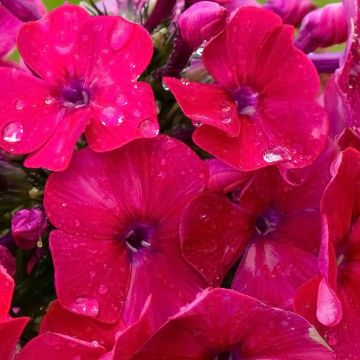 Phlox paniculata Younique Vermelho