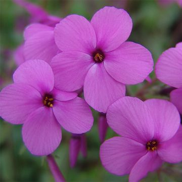 Flox-tapete Home Fires - Phlox stolonifera