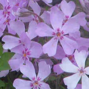 Flox-tapete Sherwood Purple - Phlox stolonifera