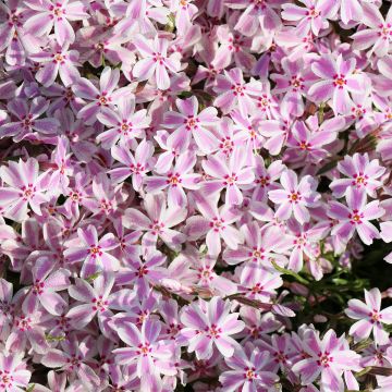 Flox-tapete Drumm - Phlox subulata