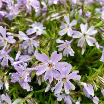 Flox-tapete Emerald Cushion Blue - Phlox subulata