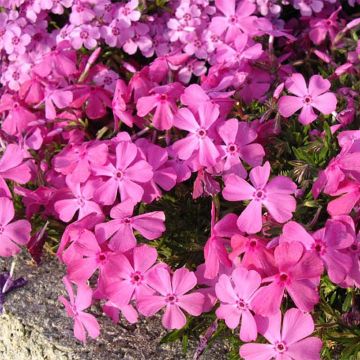 Flox-tapete McDaniel's Cushion - Phlox subulata
